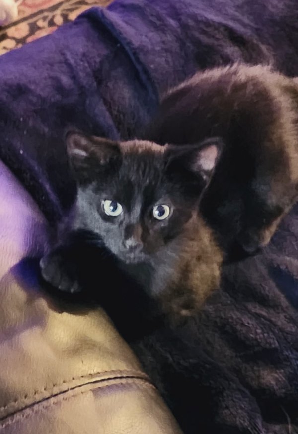 Lost American Shorthair in Reno, NV