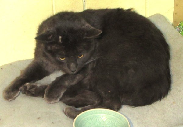 Found Domestic Short Hair 