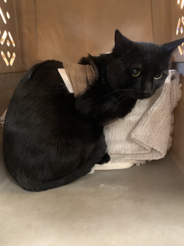 Found Domestic Short Hair in Aurora, IL