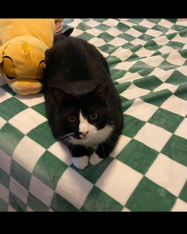 Lost American Shorthair in Floral Park, NY