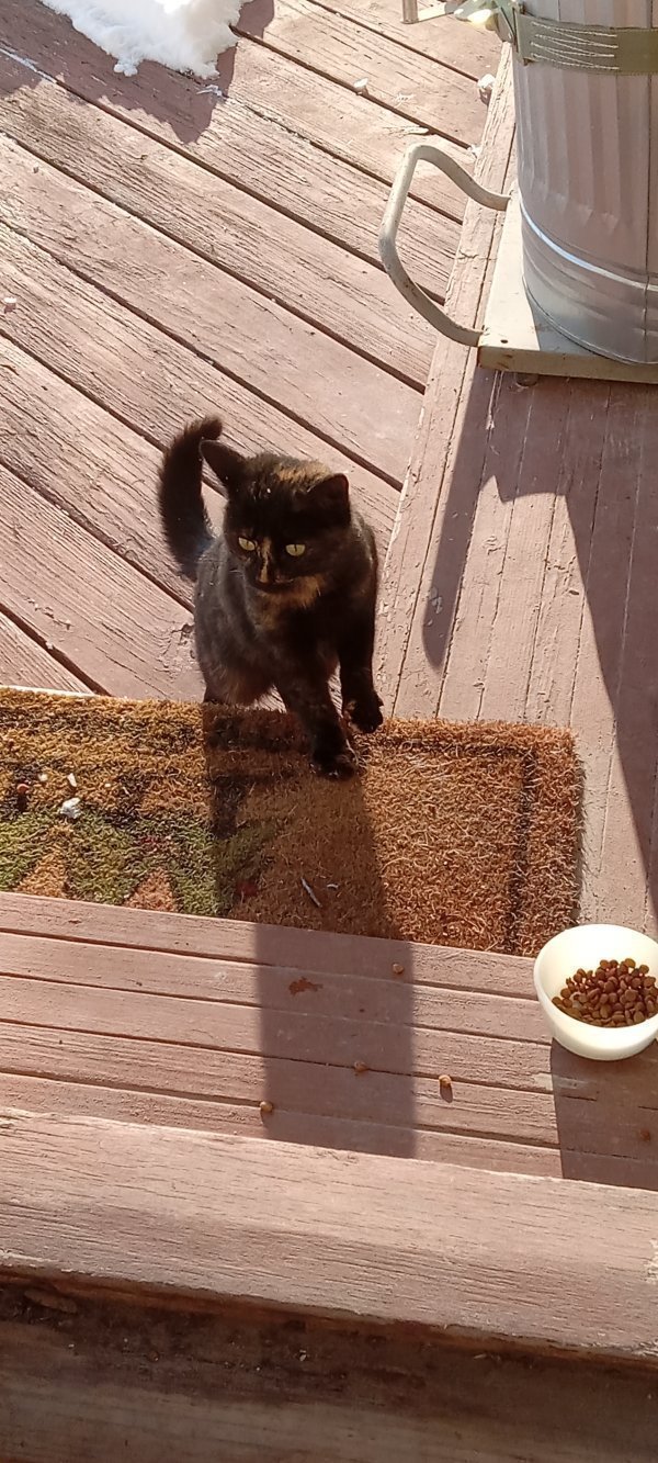 Found Domestic Short Hair in Bethel, PA