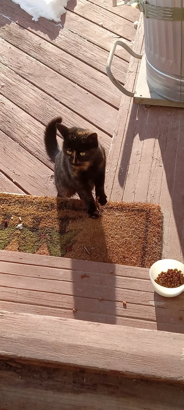 Found Domestic Short Hair 