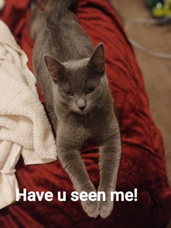 Lost Chartreux in Georgia