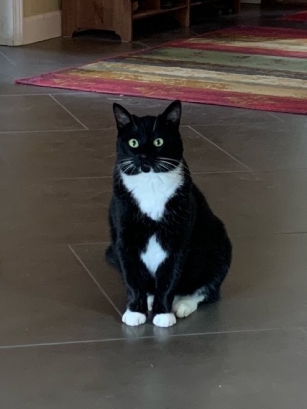 Lost American Shorthair in Watsonville, CA