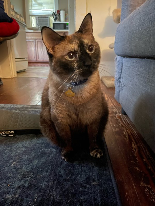 Lost Siamese in Fort Worth, TX