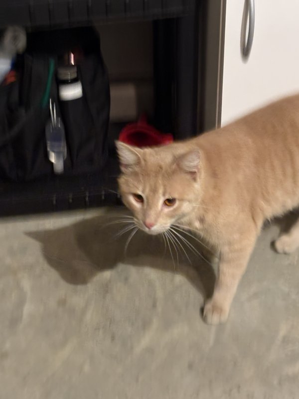 Found Cat in Aubrey, TX