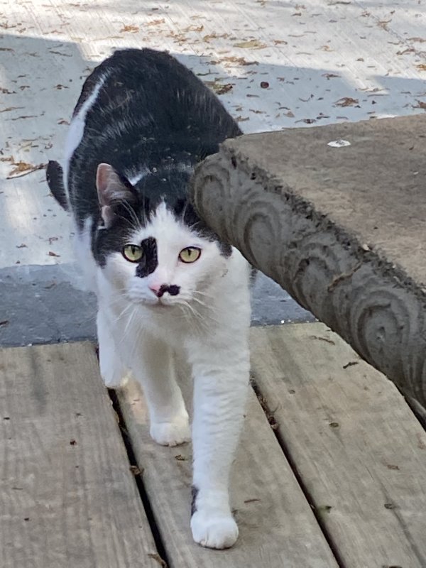 Lost Domestic Short Hair in Greenville, SC