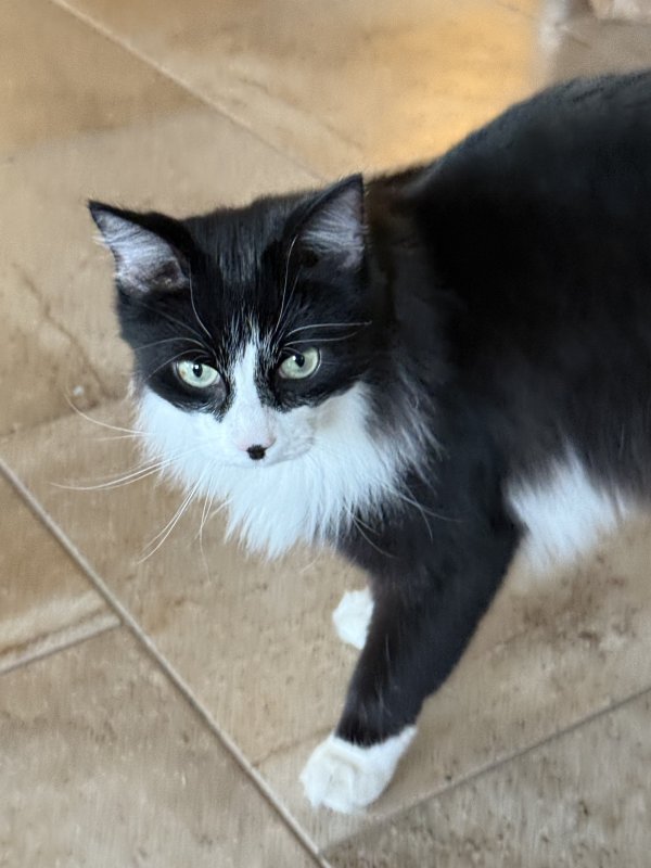 Found Cat in Plano, TX