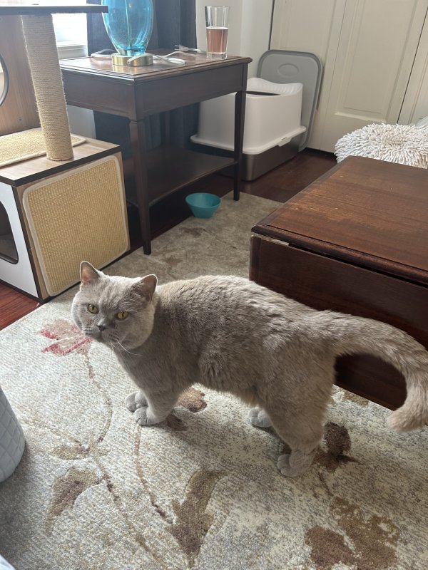 Found British Shorthair in Milford, MI