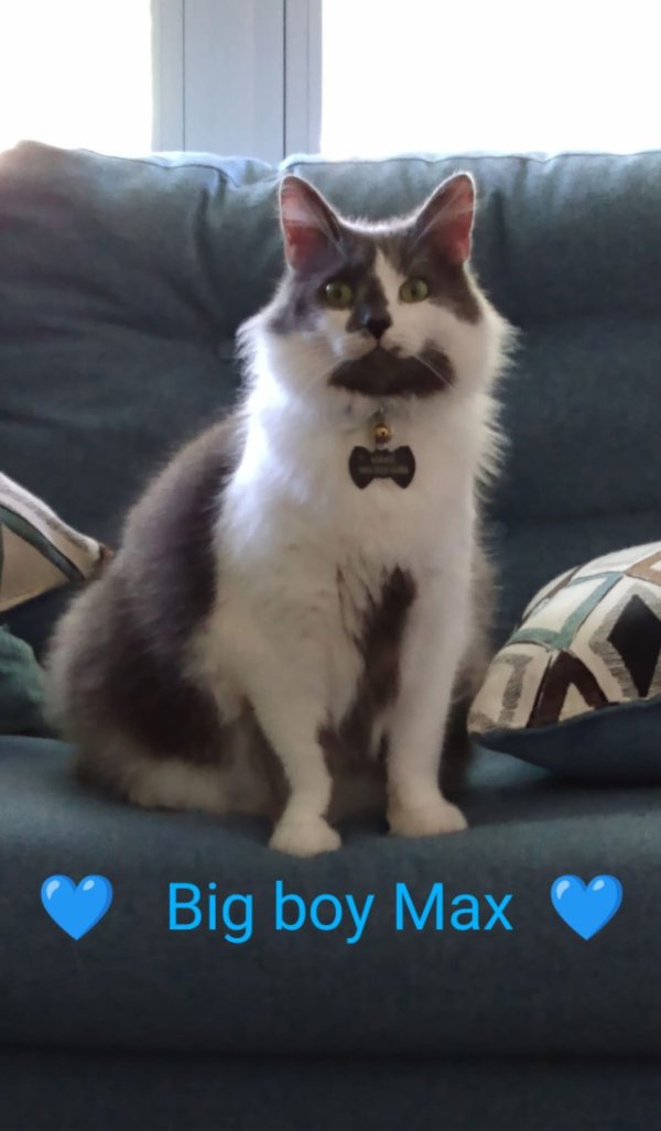 Lost Domestic Long Hair in Lincolnton, NC