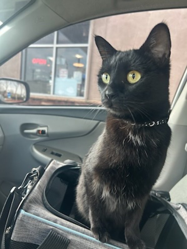 Lost Domestic Short Hair in Sacramento, CA