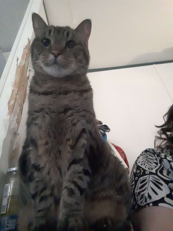 Lost American Shorthair in Fort Worth, TX