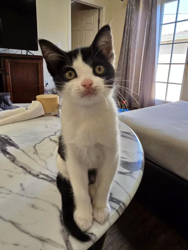 Lost Domestic Short Hair in California