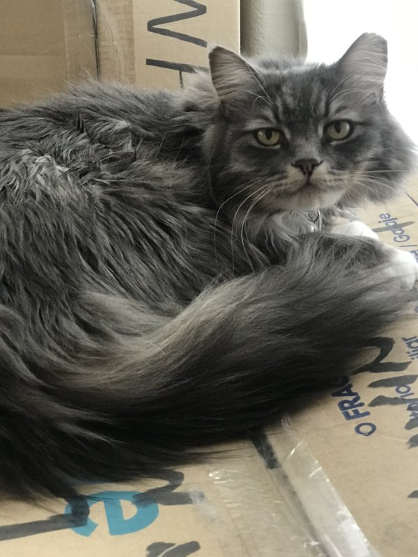 Lost Domestic Long Hair in Nevada