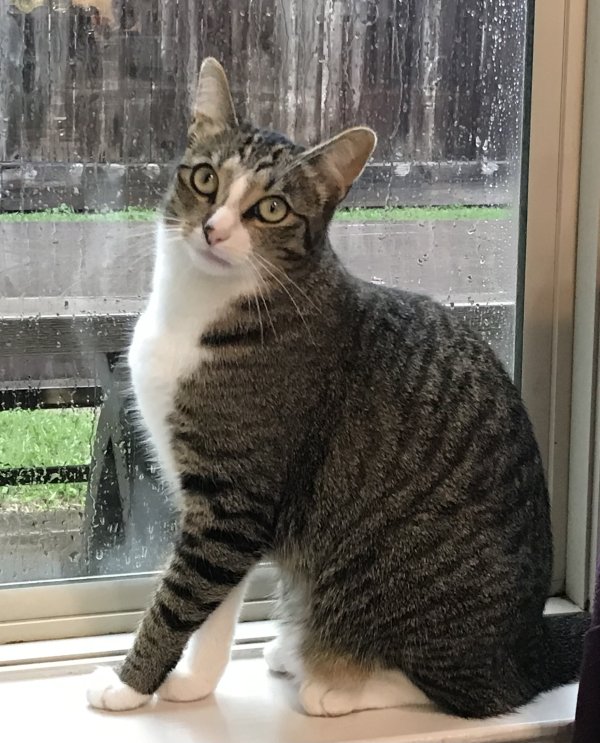 Lost American Shorthair in Houston, TX