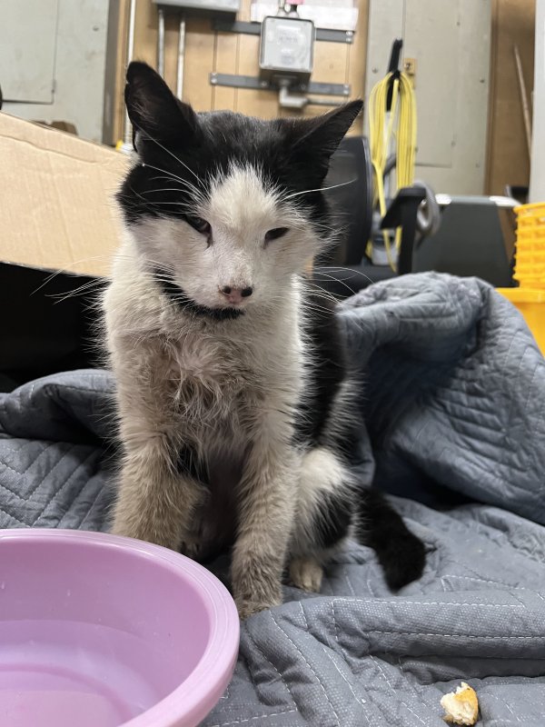 Found Cat in Catawba, SC