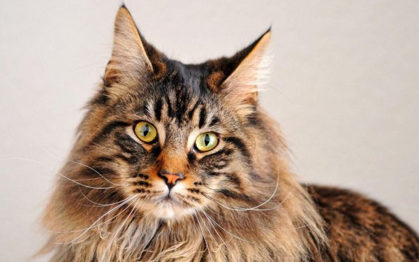 Lost Maine Coon in Turlock, CA