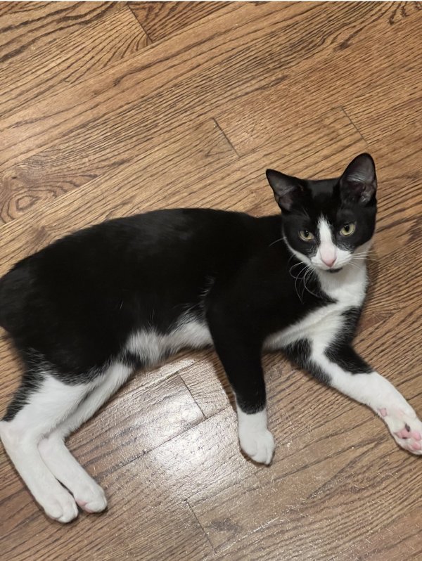 Lost Domestic Short Hair in Atlanta, GA