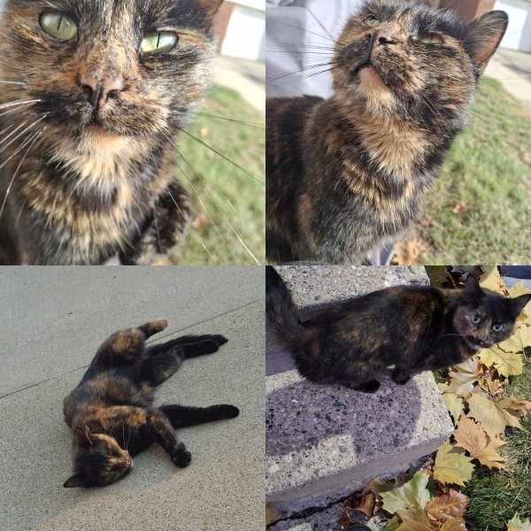 Stolen Domestic Short Hair in Detroit, MI