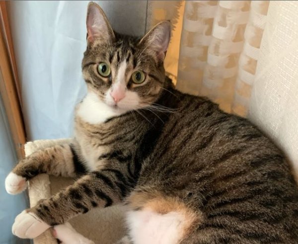 Lost American Shorthair in Eastchester, NY