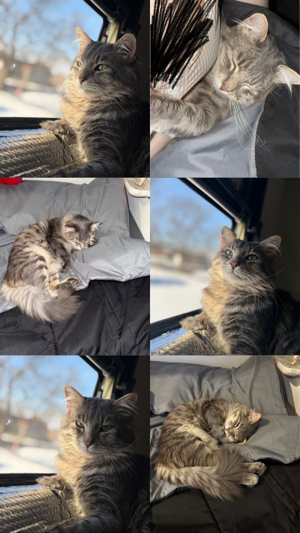 Lost Maine Coon in Oklahoma