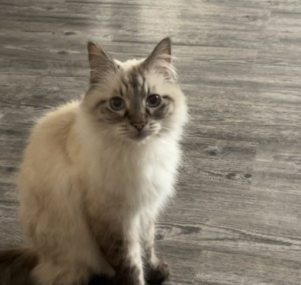 Lost Cat in Las Vegas, NV