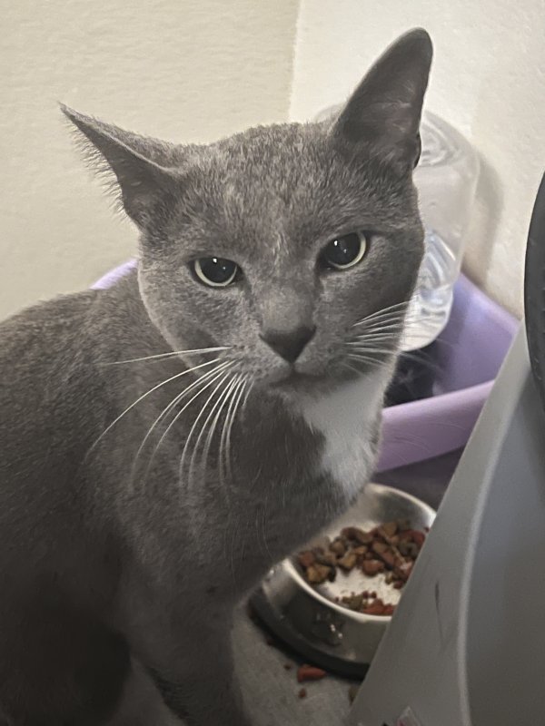 Lost Domestic Short Hair in Missouri