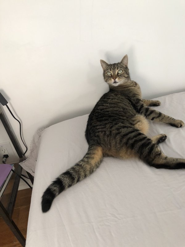 Lost American Shorthair in Monrovia, CA