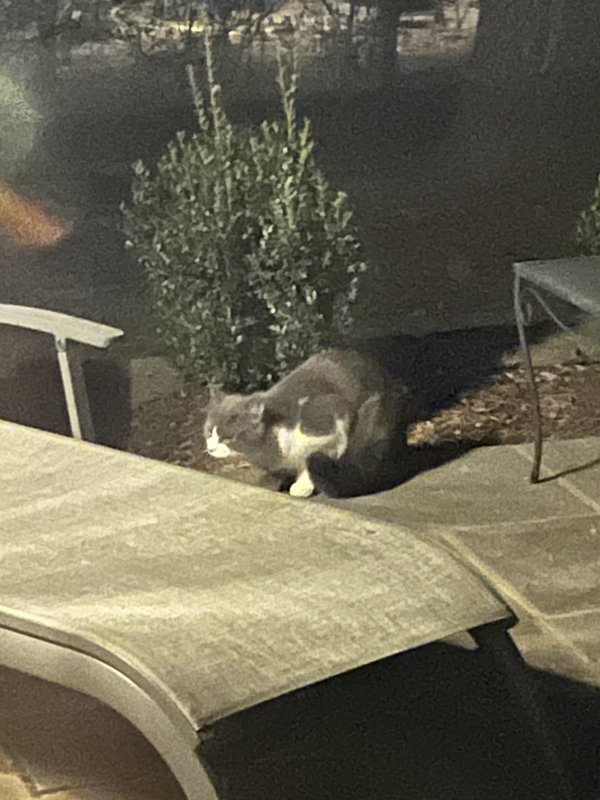 Found Domestic Short Hair in Oakton, VA