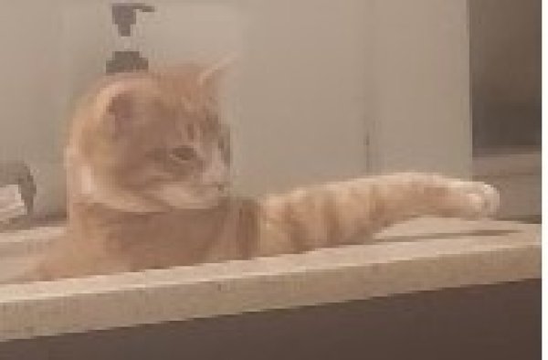 Stolen Cat in Richland, MI