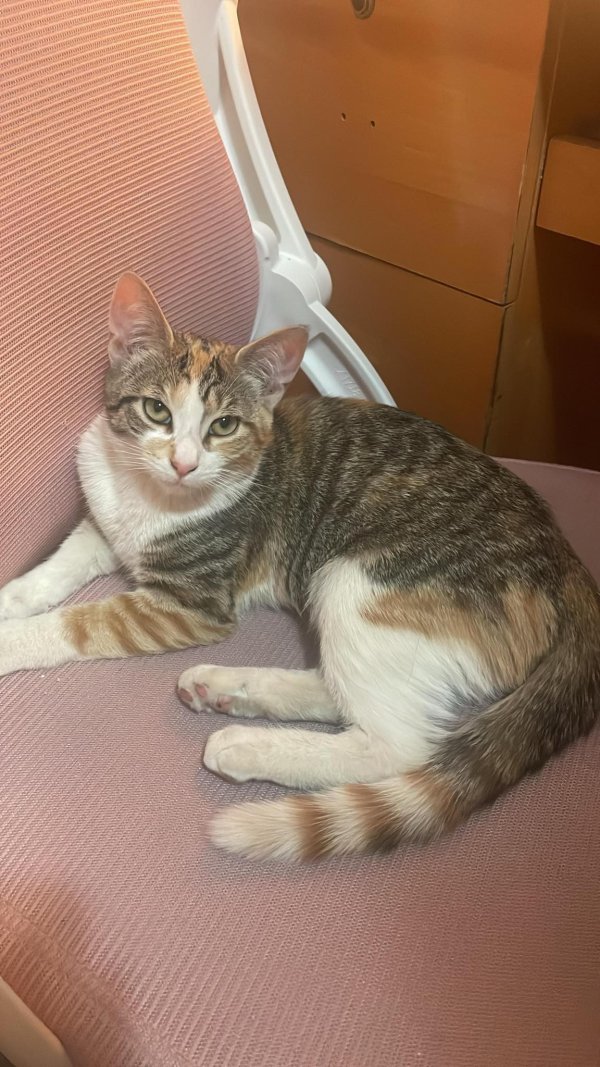Found cat in Corona, NY