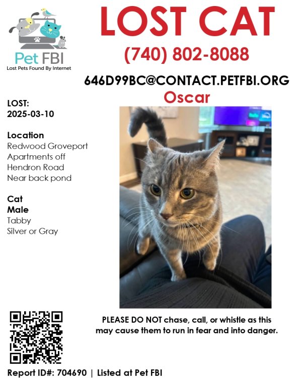 Lost cat in Groveport, OH