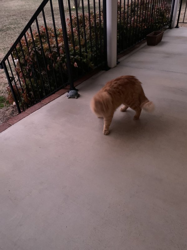 Found Cat in Winston Salem, NC