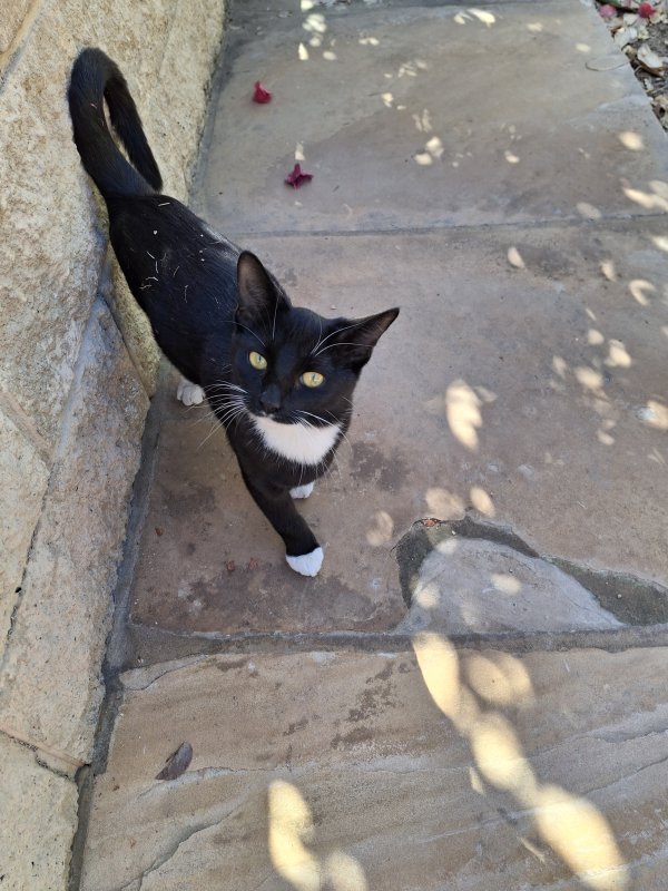 Lost Domestic Short Hair in Arizona