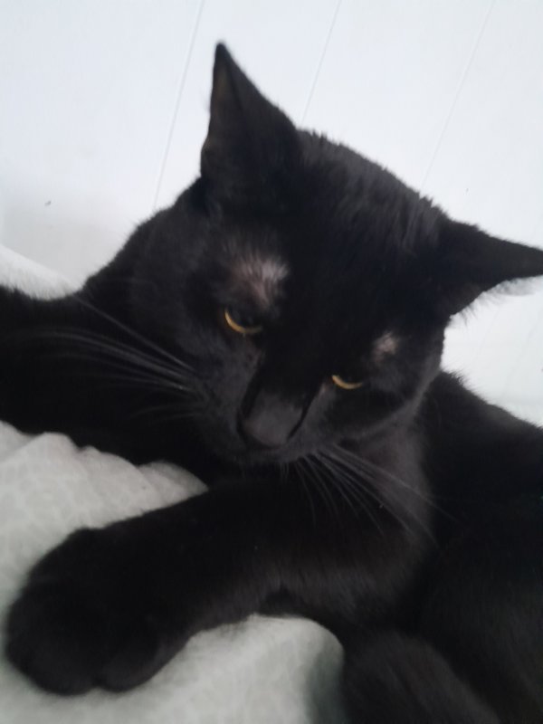 Lost Domestic Short Hair in New York