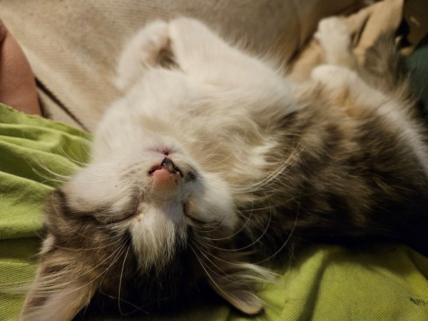 Lost Cat in Wichita, KS