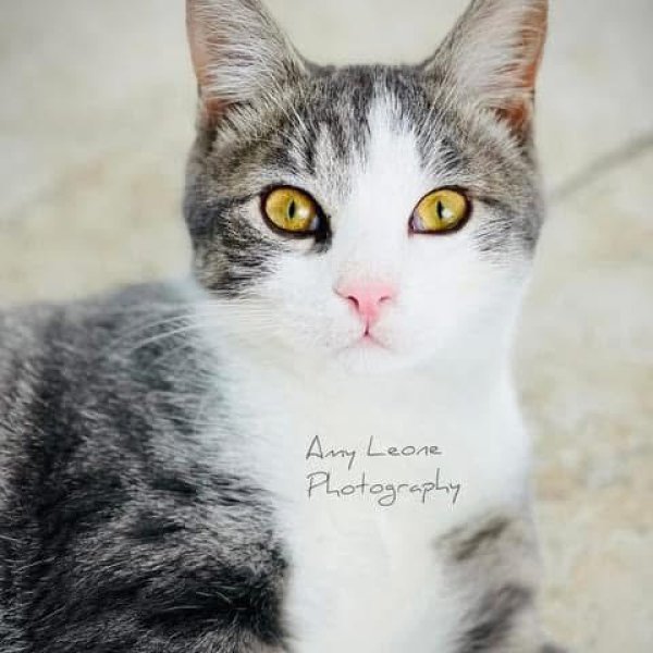 Lost  in New Port Richey, Florida