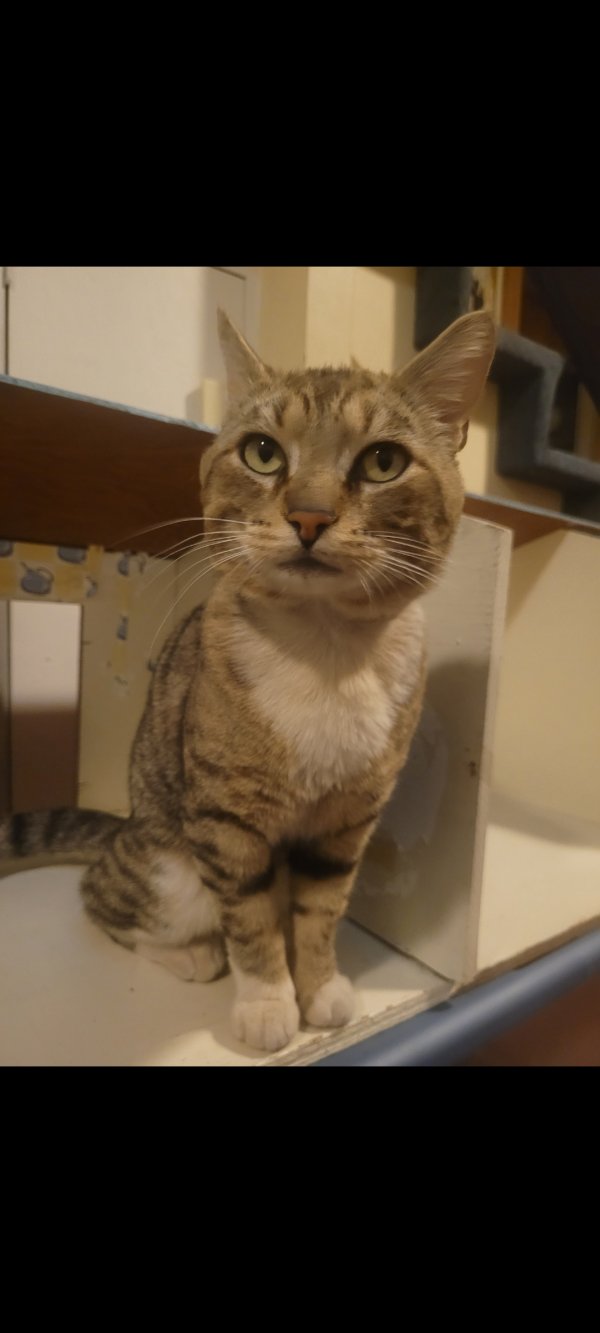 Lost Cat in Lake Oswego, OR