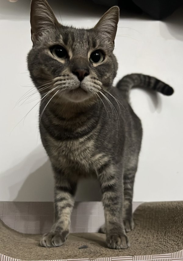 Lost Cat in North Hills, CA
