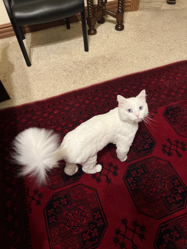 Lost Cat in Mesa, AZ