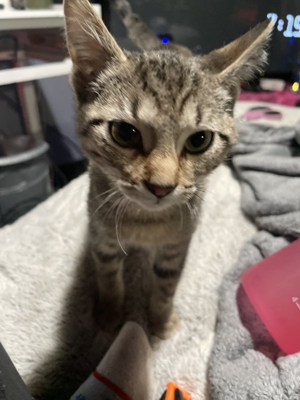 Lost American Shorthair in Indiana