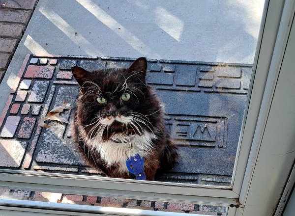Found Domestic Long Hair in Wichita, Kansas