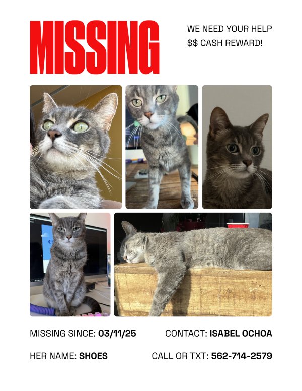 Lost Domestic Short Hair in California