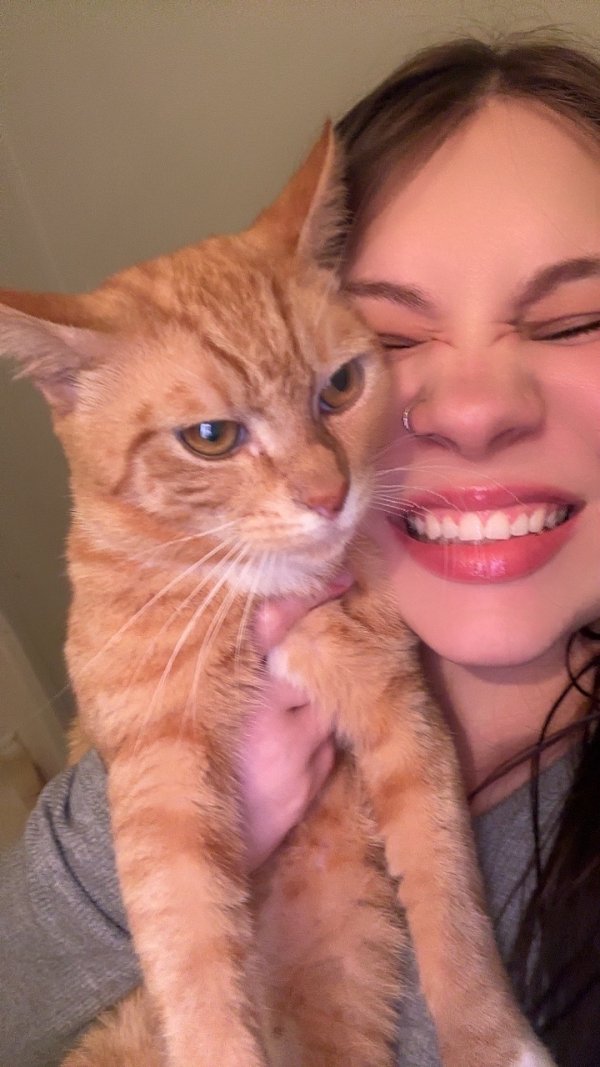 Lost Cat in Apopka, FL