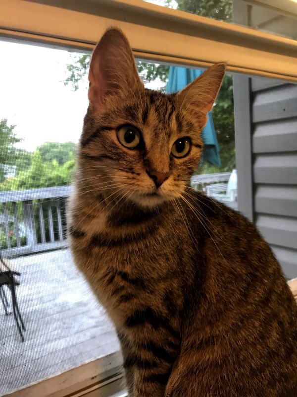 Lost Domestic Short Hair in Rockville, MD