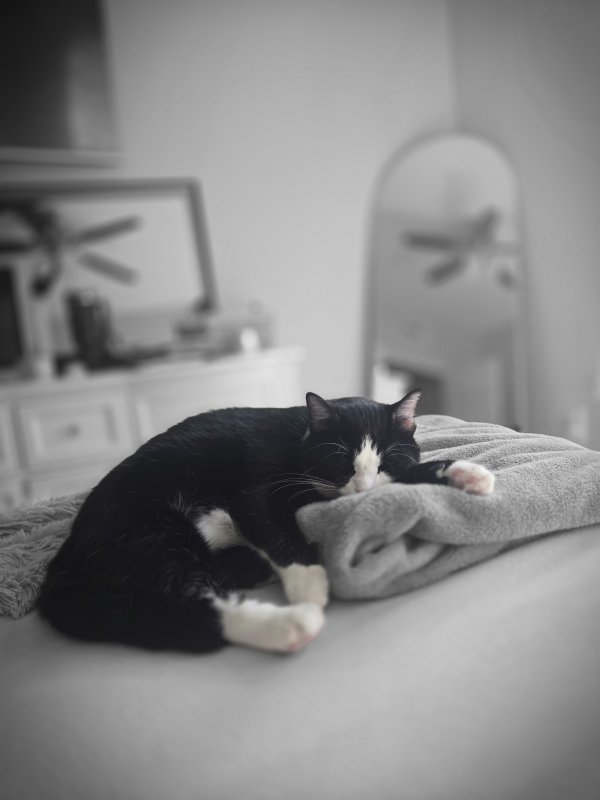 Lost Domestic Short Hair in Plano, Texas
