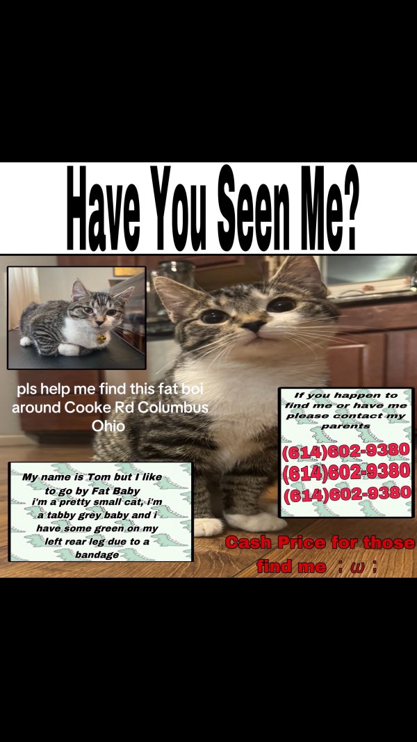 Lost Domestic Short Hair in Columbus, Ohio