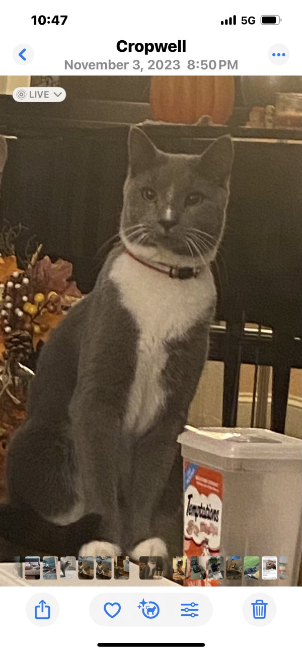Lost Cat in Conyers, GA