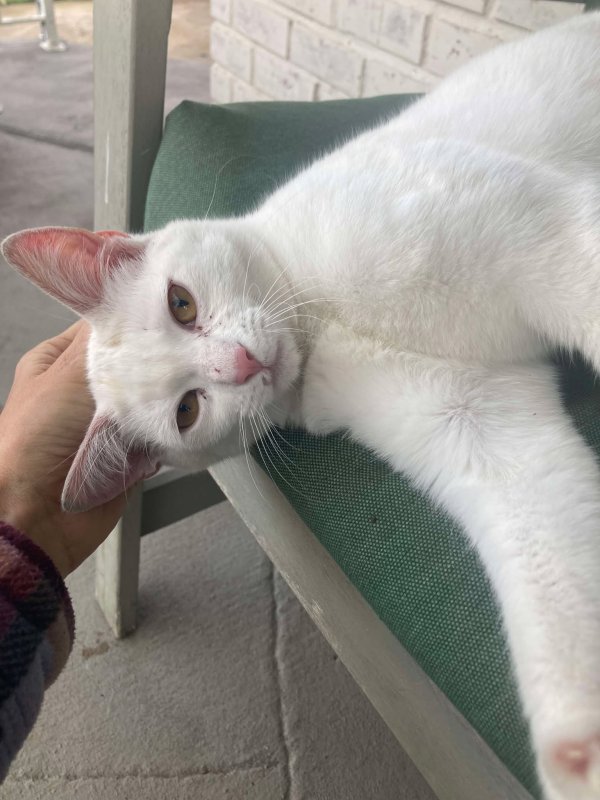 Found American Shorthair in California