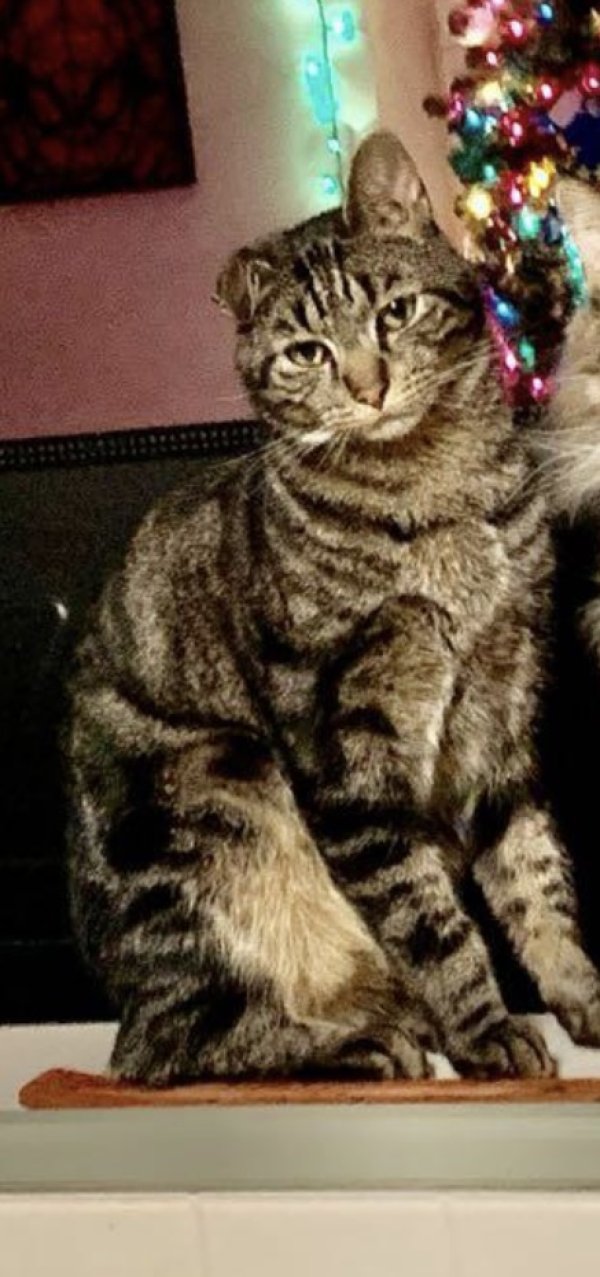 Lost Domestic Short Hair in Ohio
